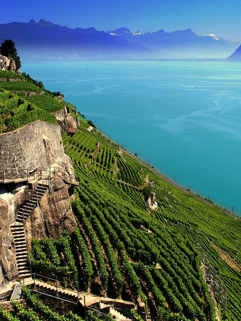 Terrazas de Viñedos de Lavaux en Lago Geneva, Suiza